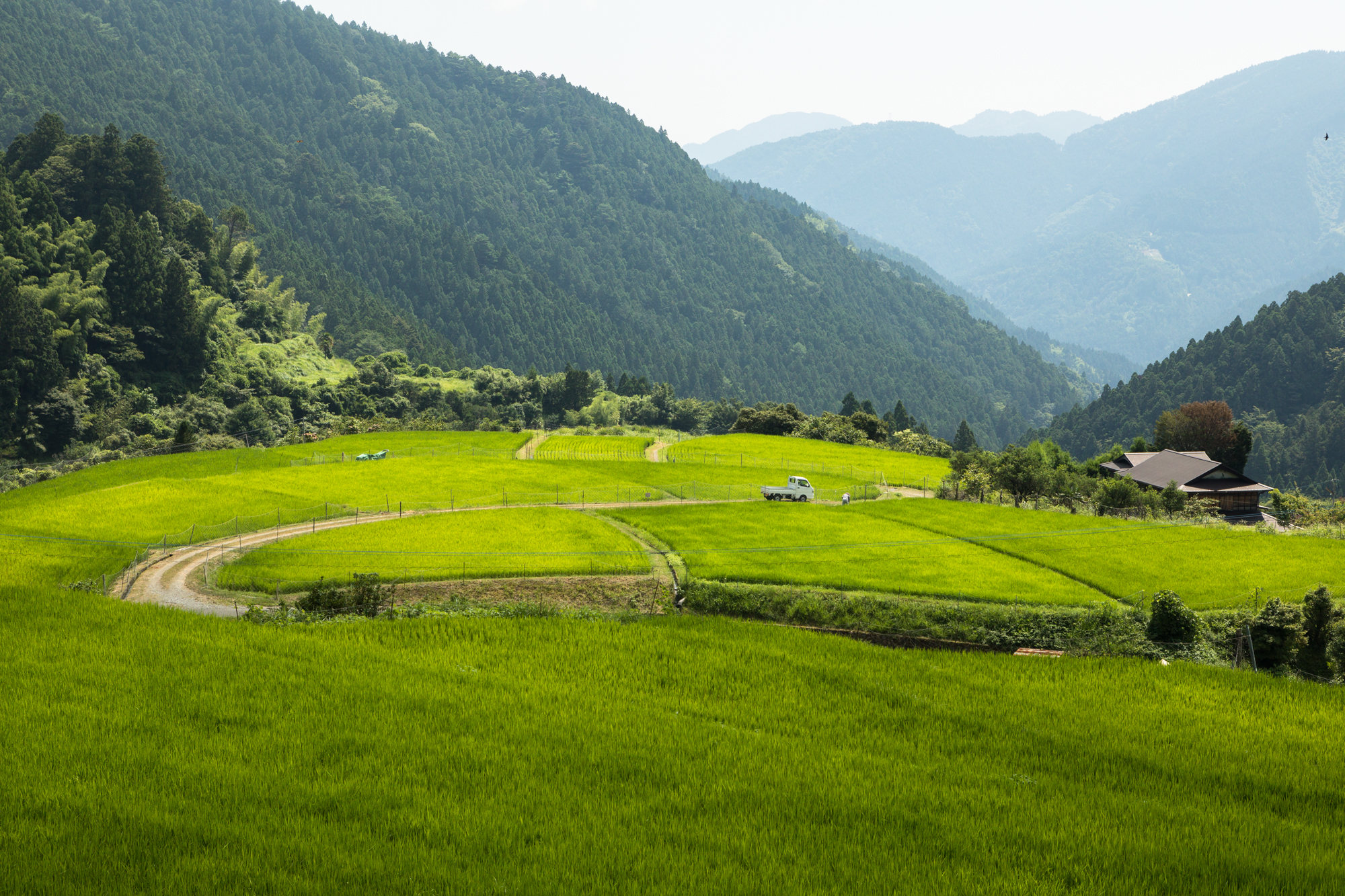 橿原の棚田